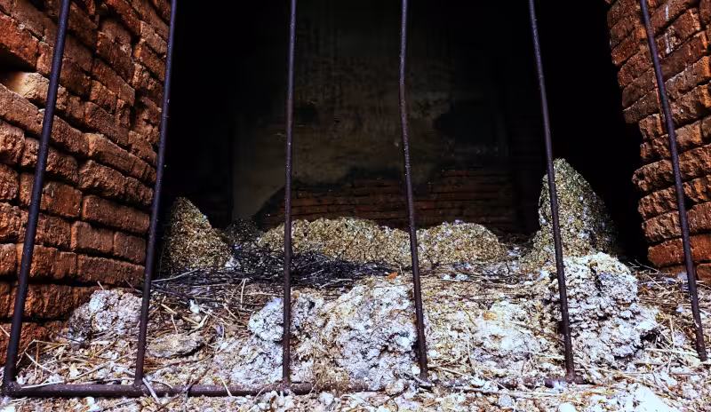 A close-up image of a large pile of bat guano.