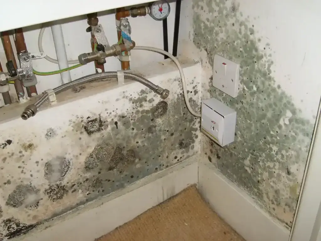 Mould covering a corner of a wall