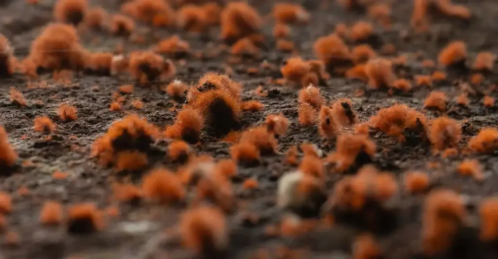 Microscopic red mould spores.