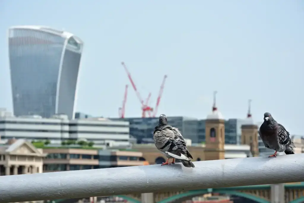 Pigeons overlooking London