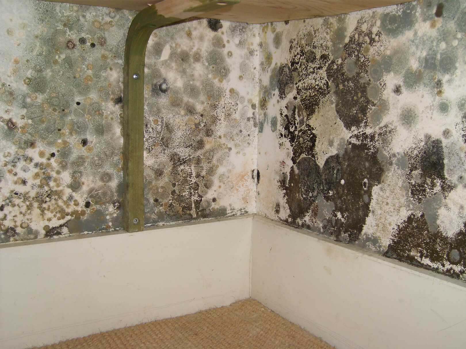 How to Get Rid of Mould, Permanently - Step by Step Guide