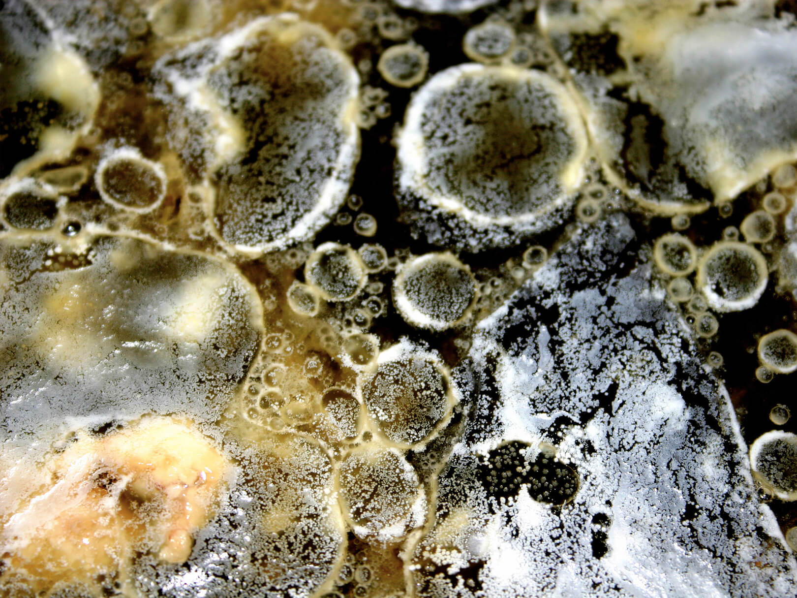 Mould Mite Remediation Ideal Response Mould Experts