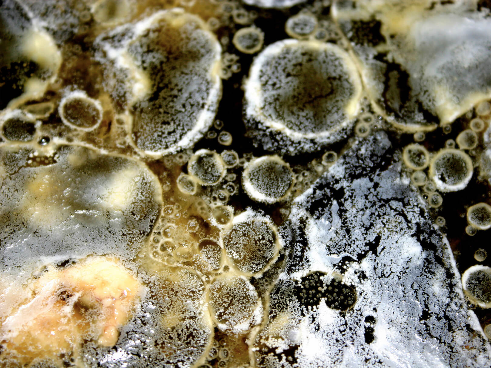 What does toxic mould look like?