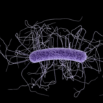 Clostridium difficile C