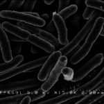 E-Coli Bacteria