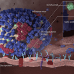 Influenza Virus