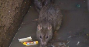 rat inside a sewage drain