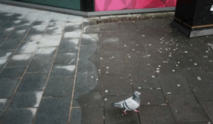 chewing gum on block paving