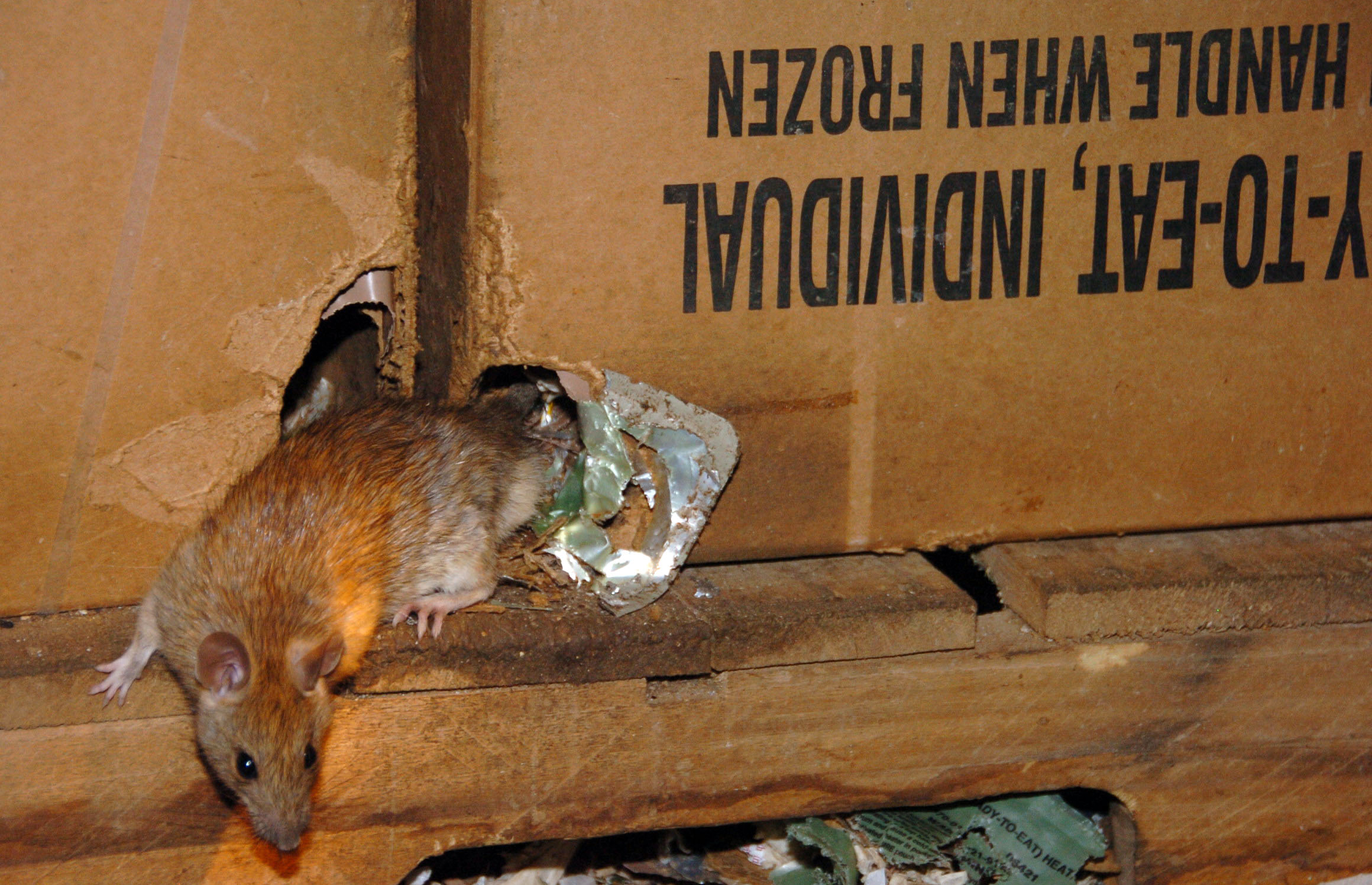 Rodent chewing through inside of box