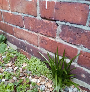 Liquid dpc injected into bricks