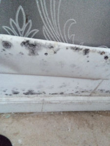 Mould on Skirting Board