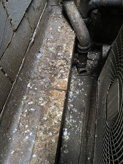 Guano Removal In London