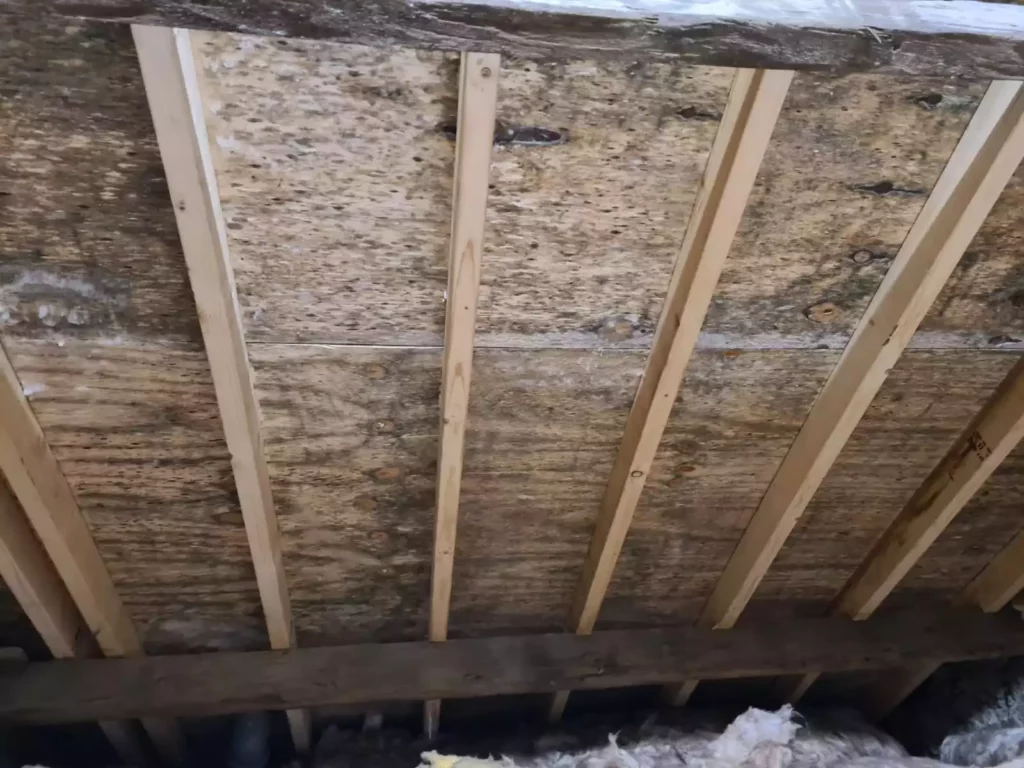 Mould affected wooden roof