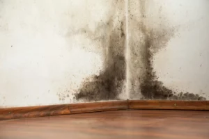 How to Permanently Remove Mould From Your Property