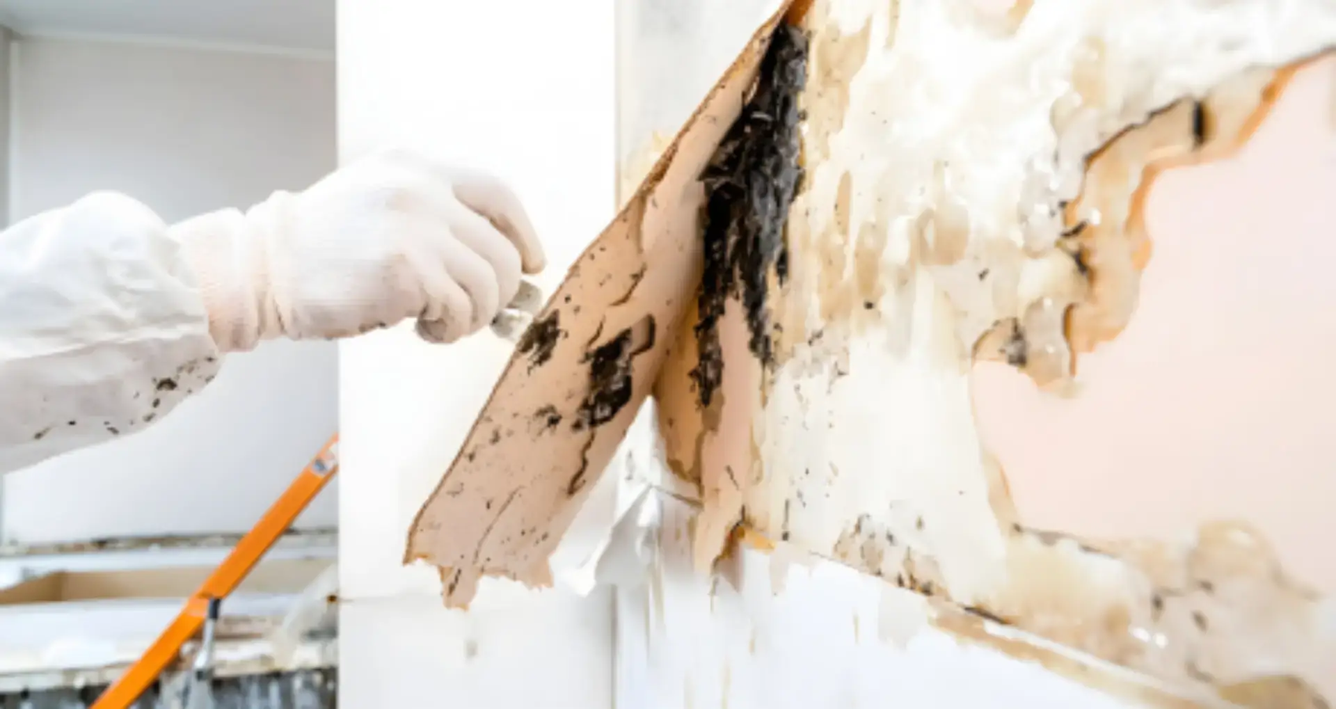 Professional exposing black mould behind wallpaper