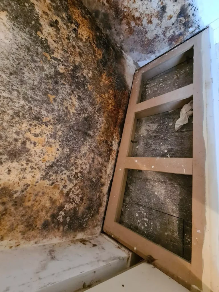A floor and wall with extensive black mould growth covering both.