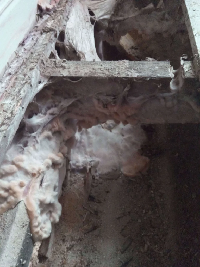 A mould infestation under the wooden floorboards of a Kent home.