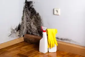 Black mould covering a wall and skirting board.