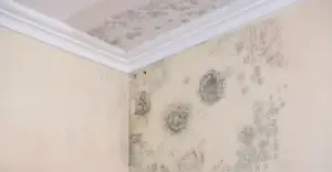 Mould on a wall and ceiling