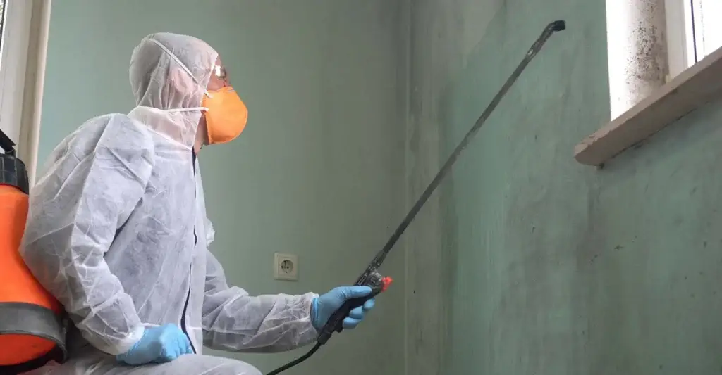 Professional mould removal service being carried our inside of a UK property with mould on the window frame and walls.