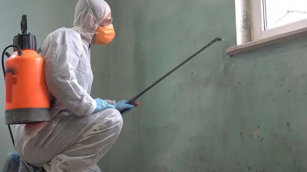 Cleaning technician carrying out red mould removal in a UK home.