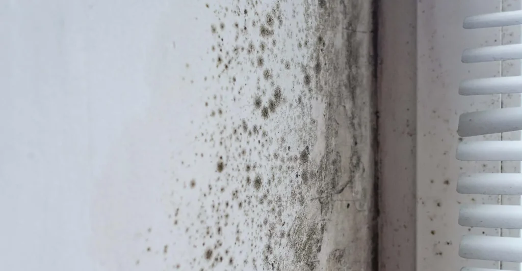 Black mould covering the walls and window frame of a UK property.
