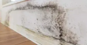 Black mould along the skirting board and wall.