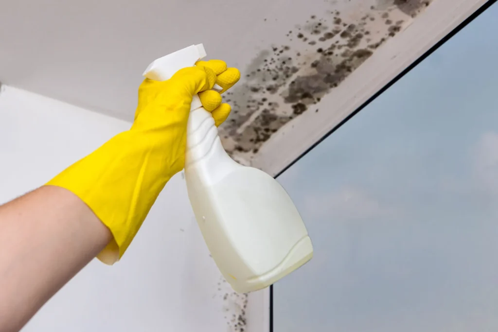 Hand of a property owner spraying chemicals on black mould in their property.