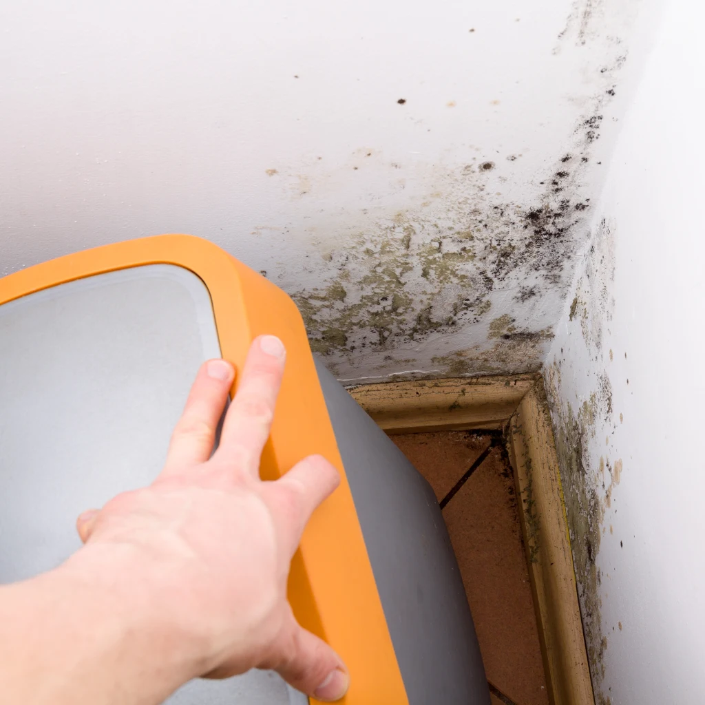 Finding black mould at home