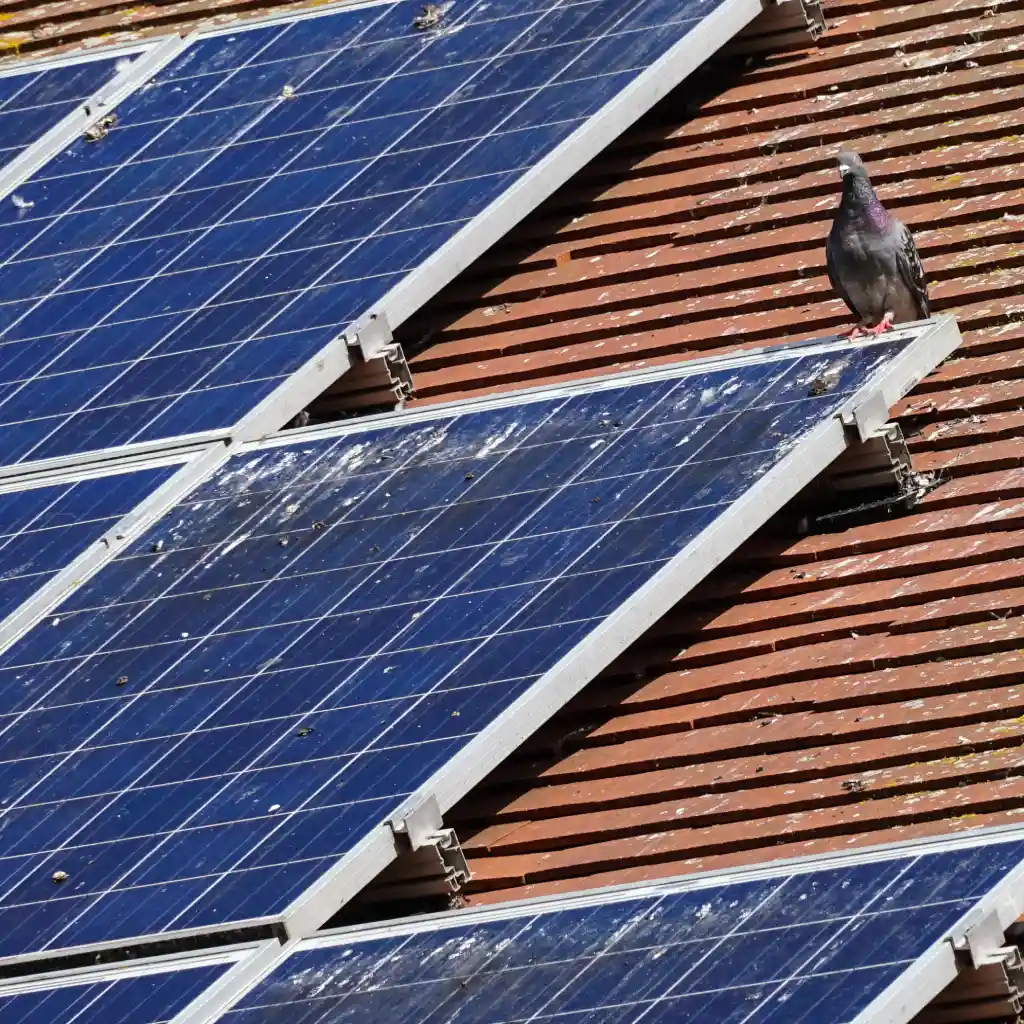 Bird sitting on solar panel