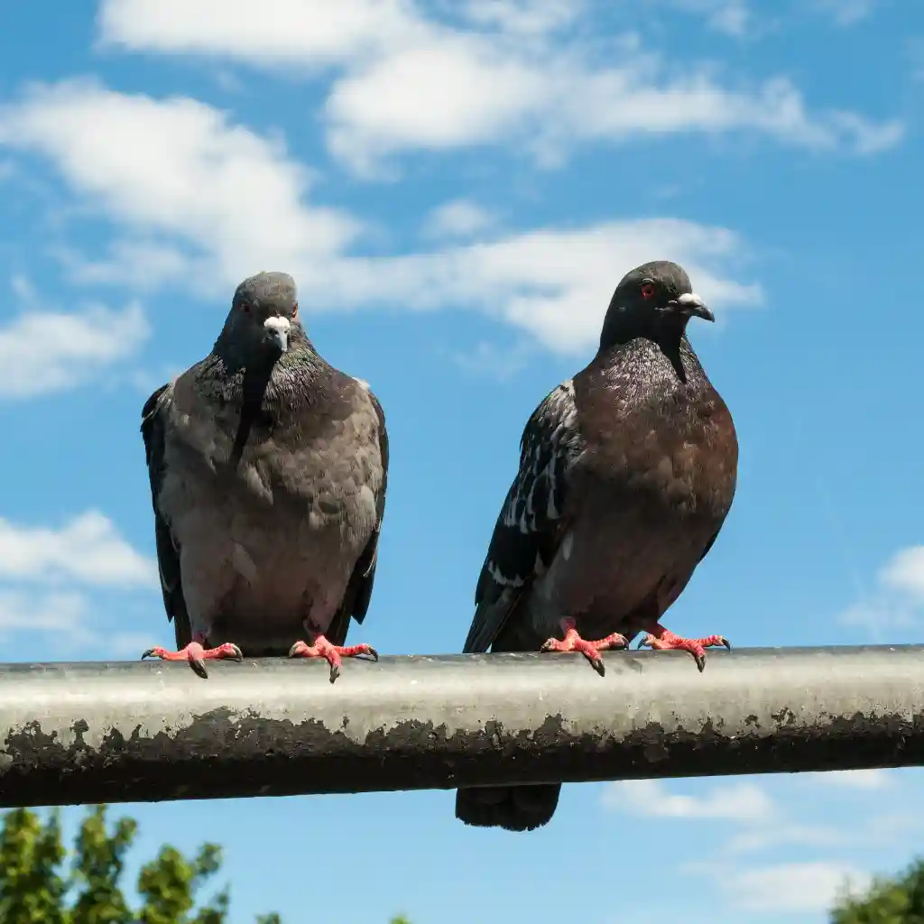 Two pigeons perched.