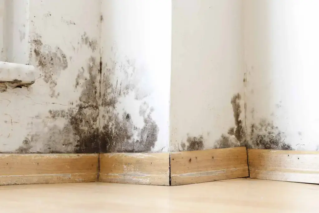Black mould along skirting board.