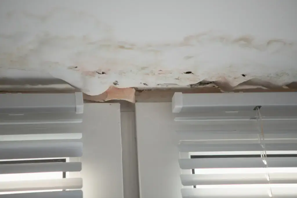 Black Mould grows in the Living