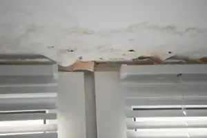 Black Mould grows in the Living