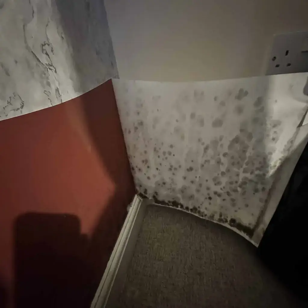 Mould on wallpaper, London.