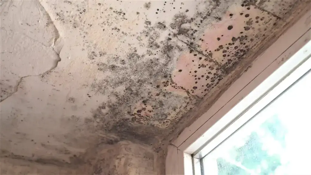 black mould by the corner of a window