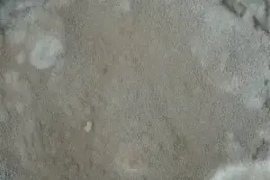Dark grey and white mould on an interior wall