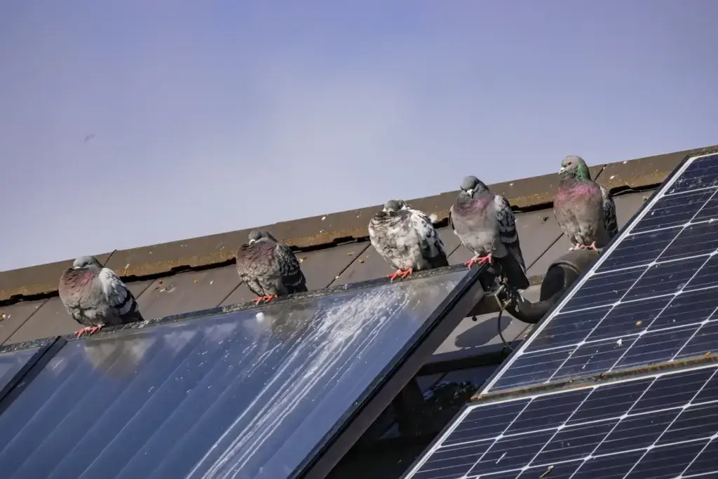 Several pigeons on a household roof with soiled solar panels due to droppings
