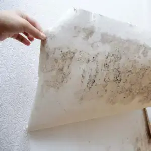 Black mould under wallpaper.