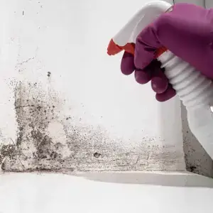 Cleaning spray used on mould.